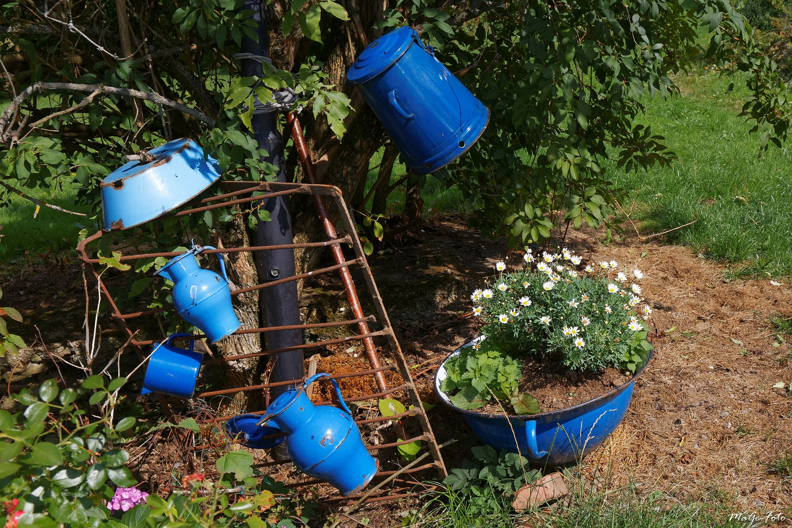 Margeriten in Blau