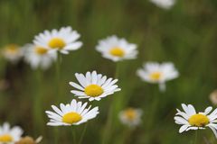 Margeriten in Blüte