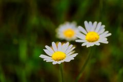 Margeriten in Blüte