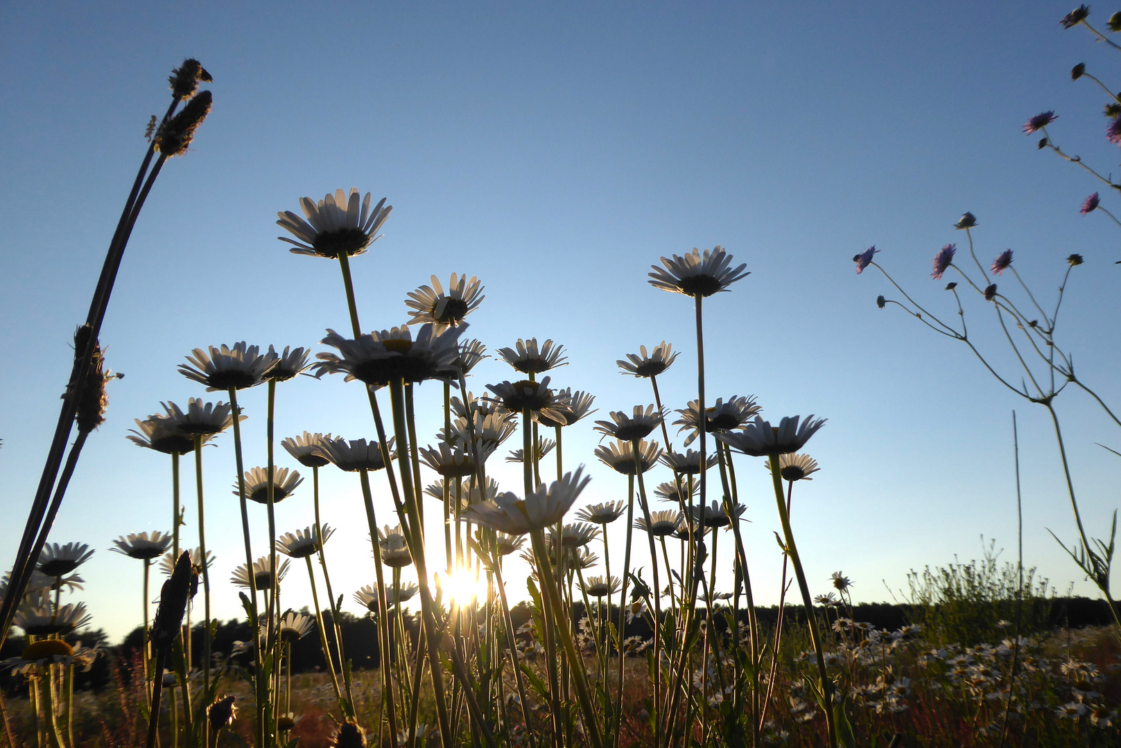 Margeriten in der Abendsonne