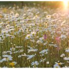 Margeriten in der Abendsonne