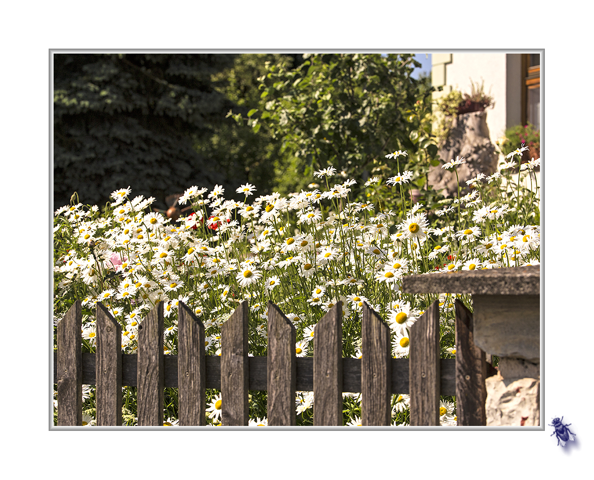 Margeriten in Nachbars Garten