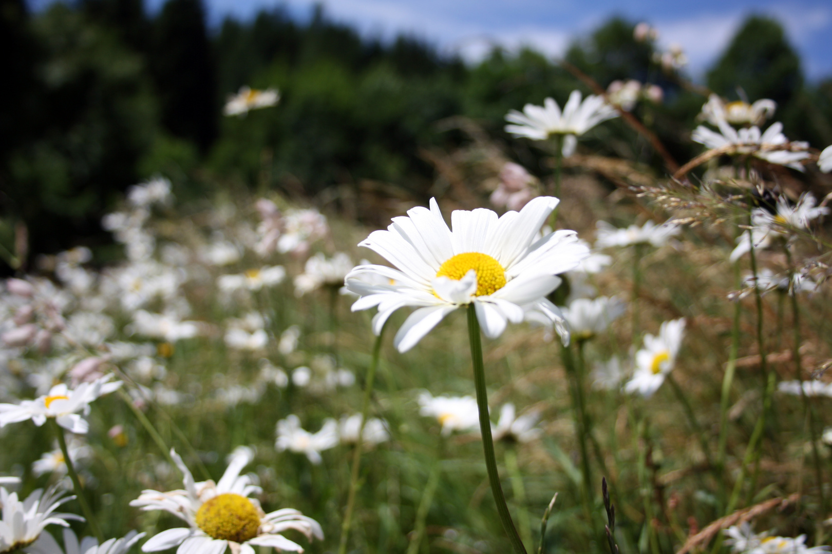 Margeriten in Nestelberg