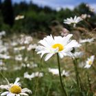 Margeriten in Nestelberg