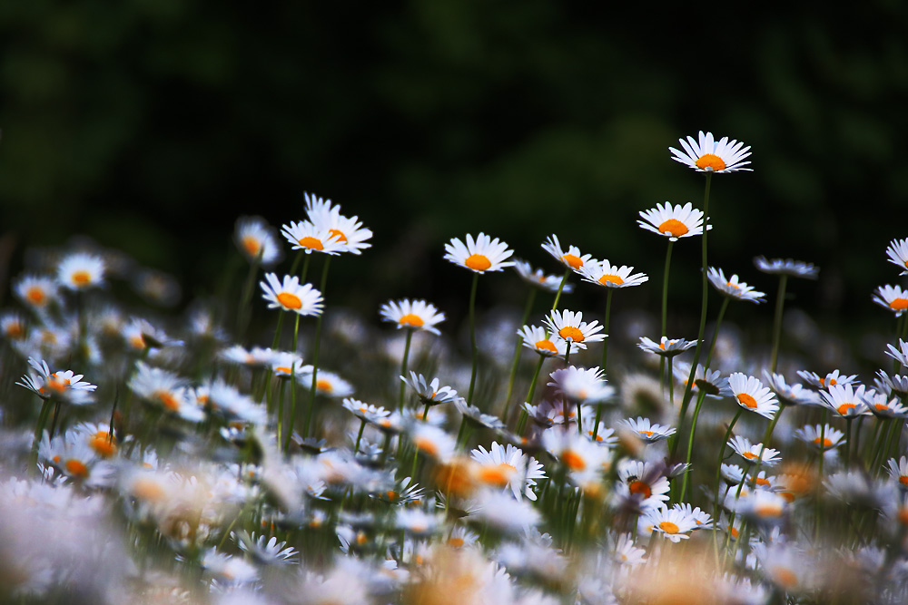 Margeriten in voller Blüte