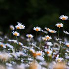 Margeriten in voller Blüte