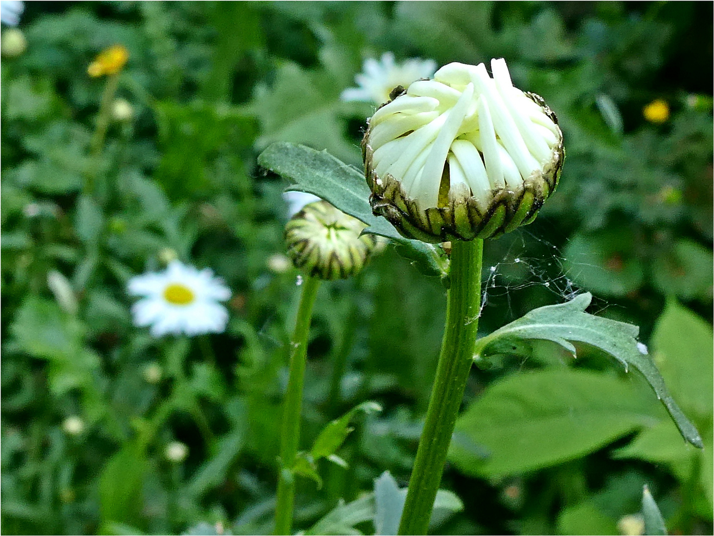 Margeriten-Knospe