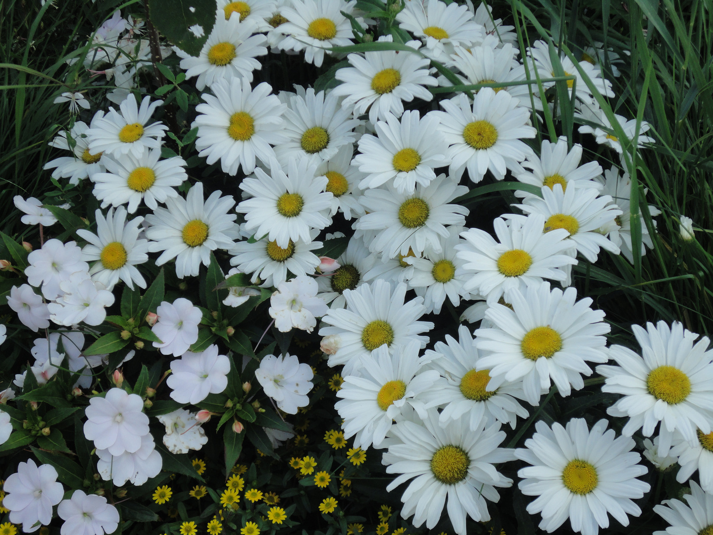 Margeriten (Leucanthemum)