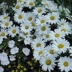 Margeriten (Leucanthemum)