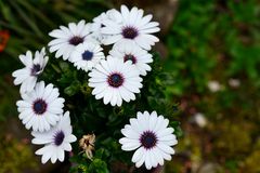 Margeriten (Leucanthemum)