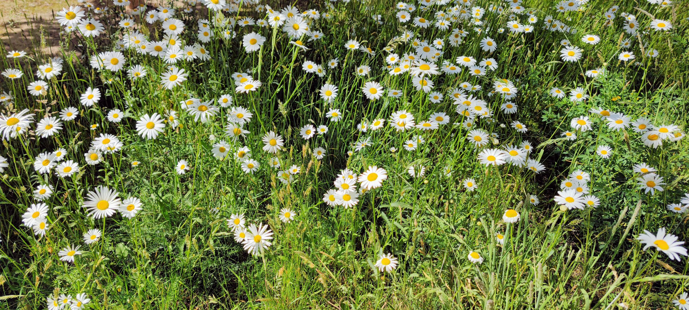  Margeriten (Leucanthemum)