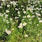  Margeriten (Leucanthemum)