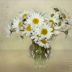 Margeriten - Leucanthemum...