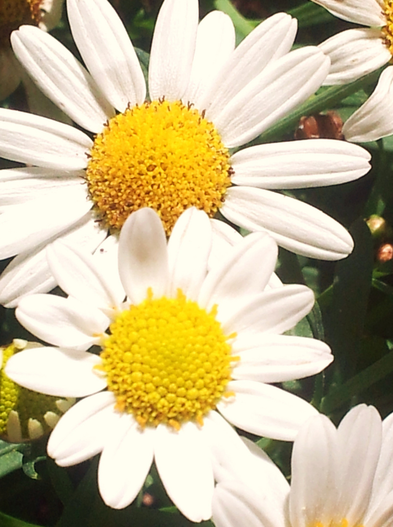 Margeriten (Leucanthemum)