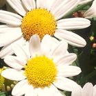 Margeriten (Leucanthemum)