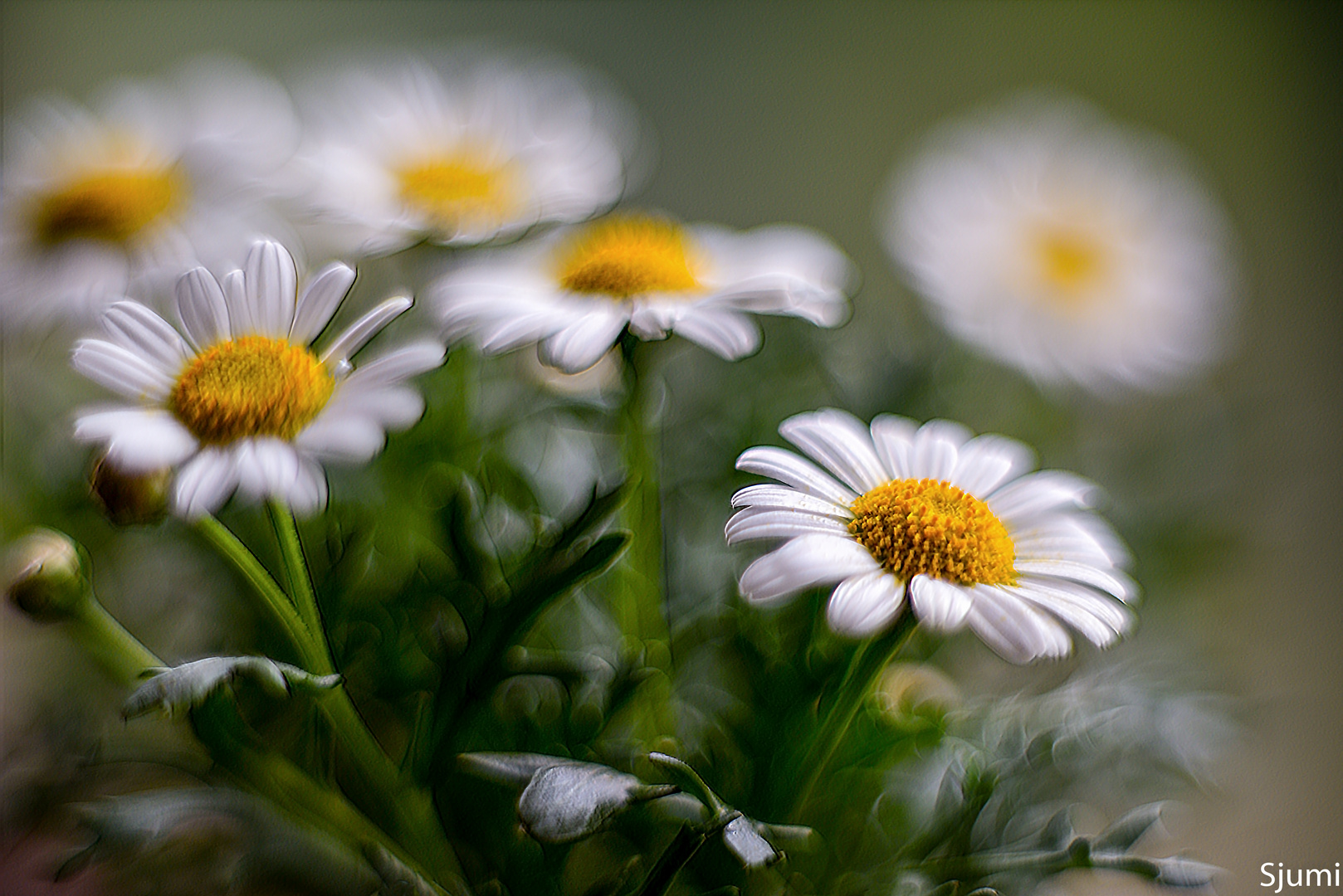 Margeriten Lichtzauber