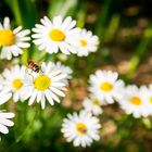 Margeriten mit Besuch