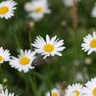 Margeriten mit Federnschmuck