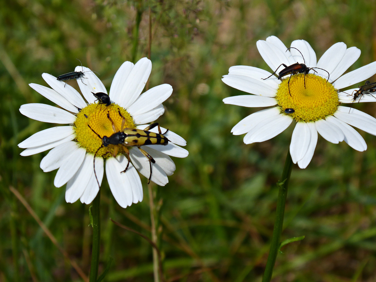 Margeriten mit ganz viel Besuch