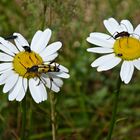 Margeriten mit ganz viel Besuch