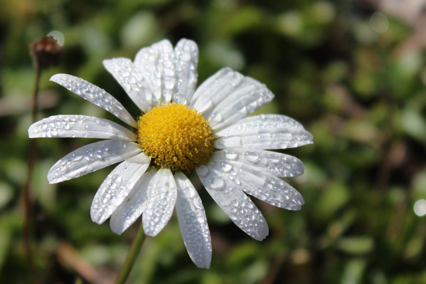 Margeriten mit Wassertropfen