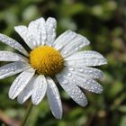 Margeriten mit Wassertropfen