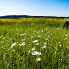 Margeriten oder Motorrad, was ist schöner?