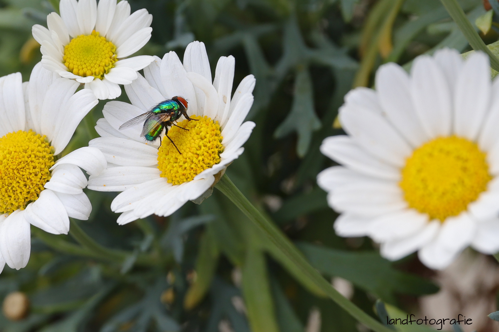 Margeriten ohne Biene 