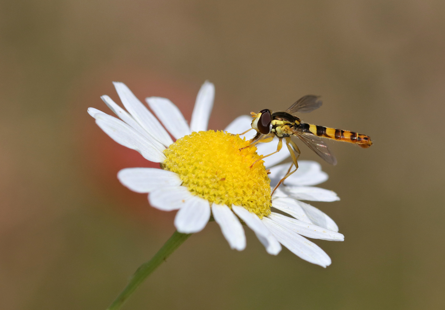 Margeriten-Schwebi