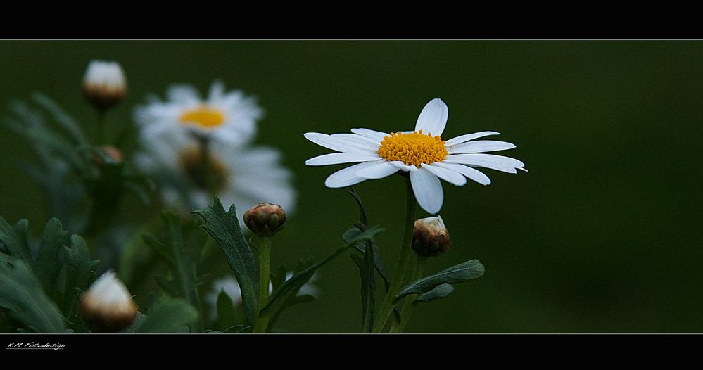 Margeriten Teil 2