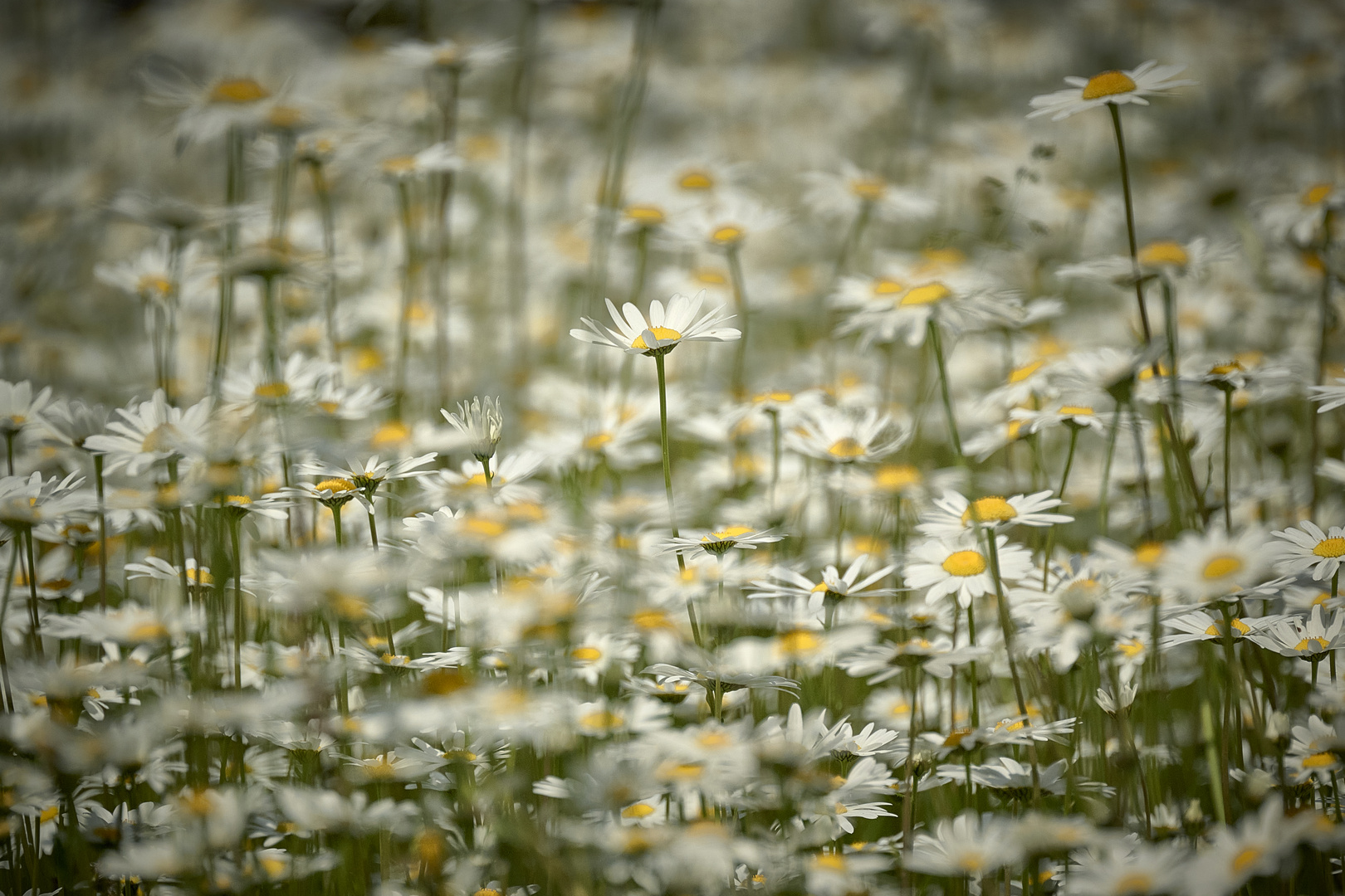 Margeriten unter sich