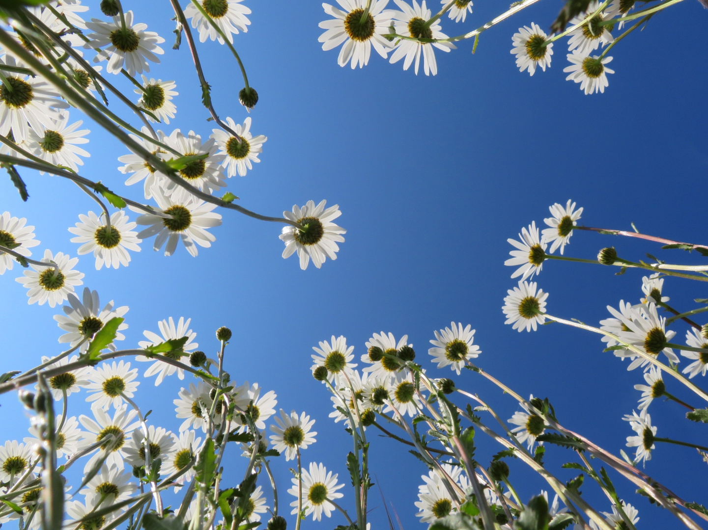 Margeriten unter strahlend blauem Himmel