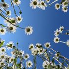 Margeriten unter strahlend blauem Himmel