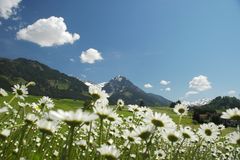 Margeriten vor Rubihorn