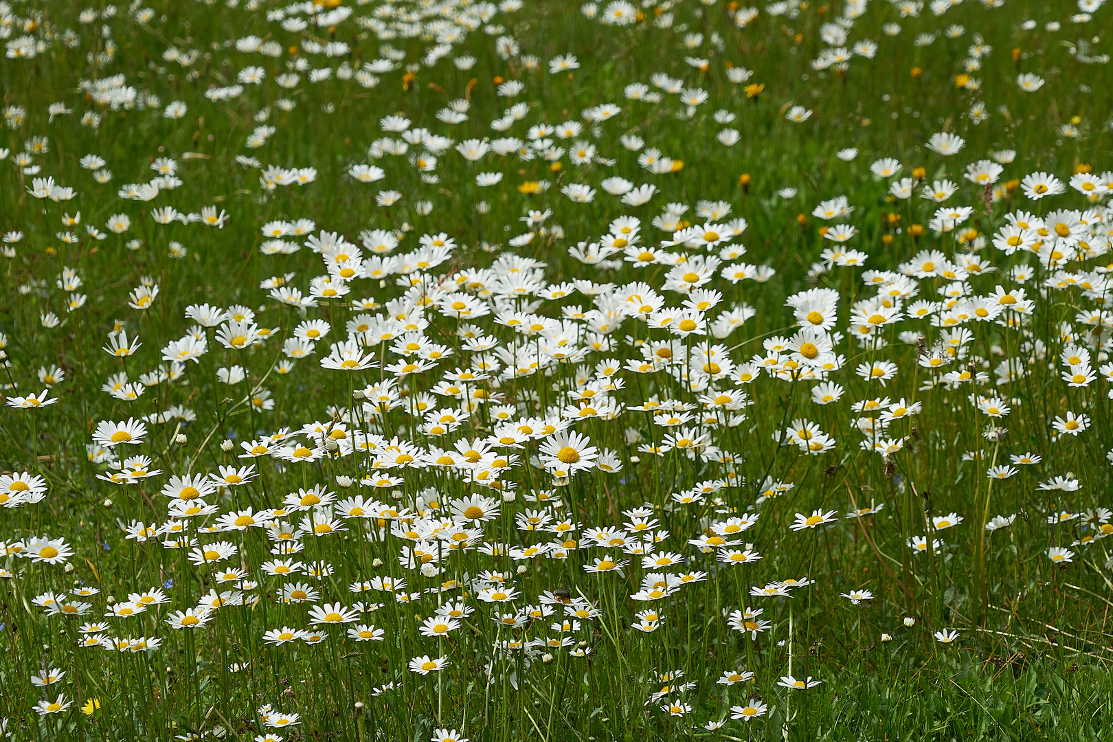 Margeriten Wiese