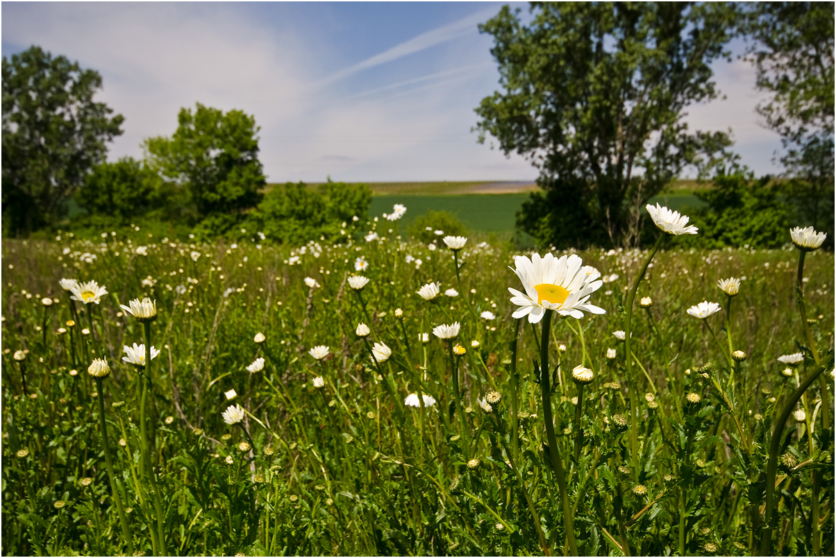 Margeriten Wiese