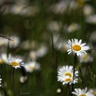 Margeriten Wiese