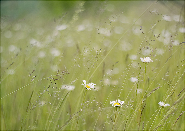 margeriten-wiese