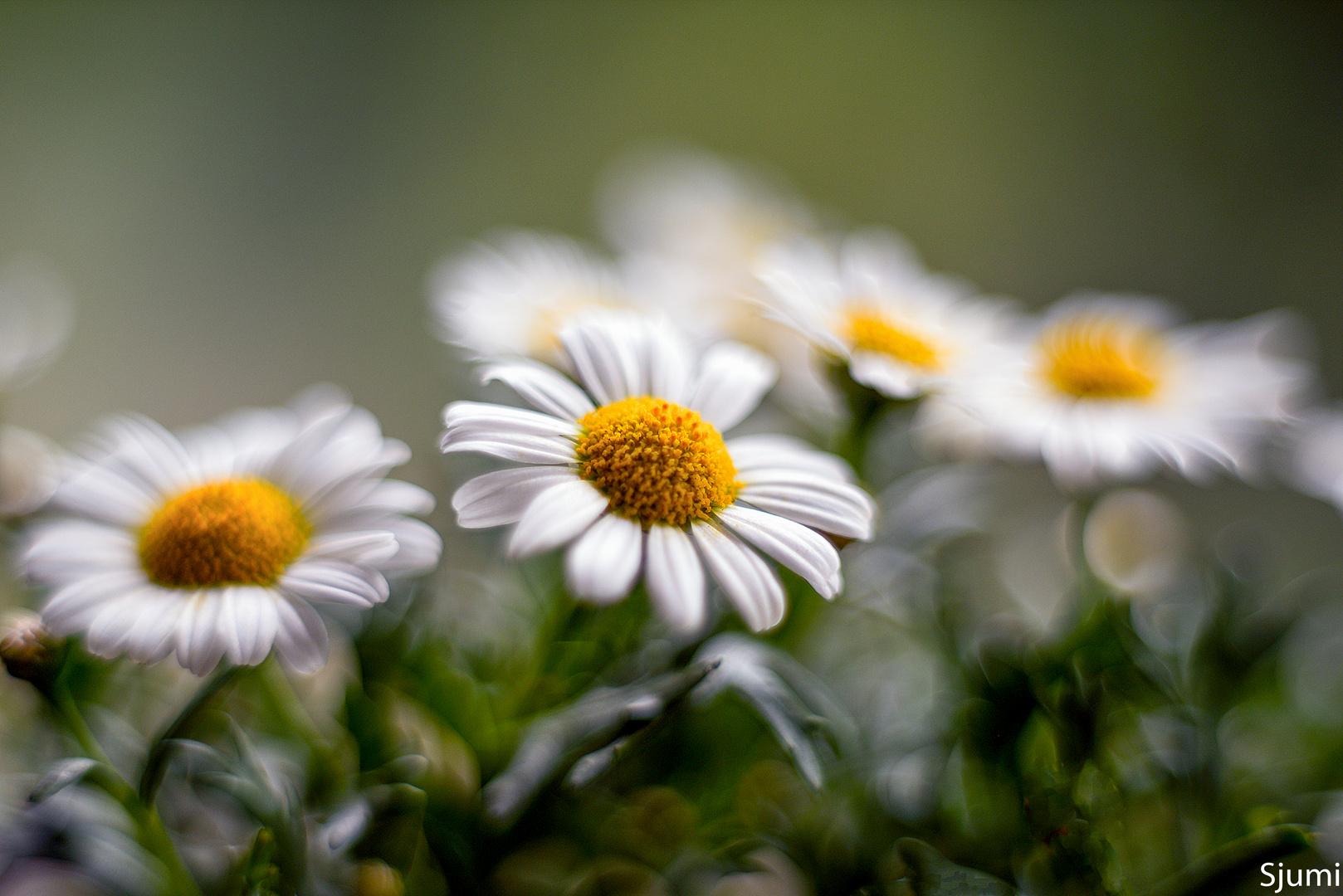 Margeriten Zauber