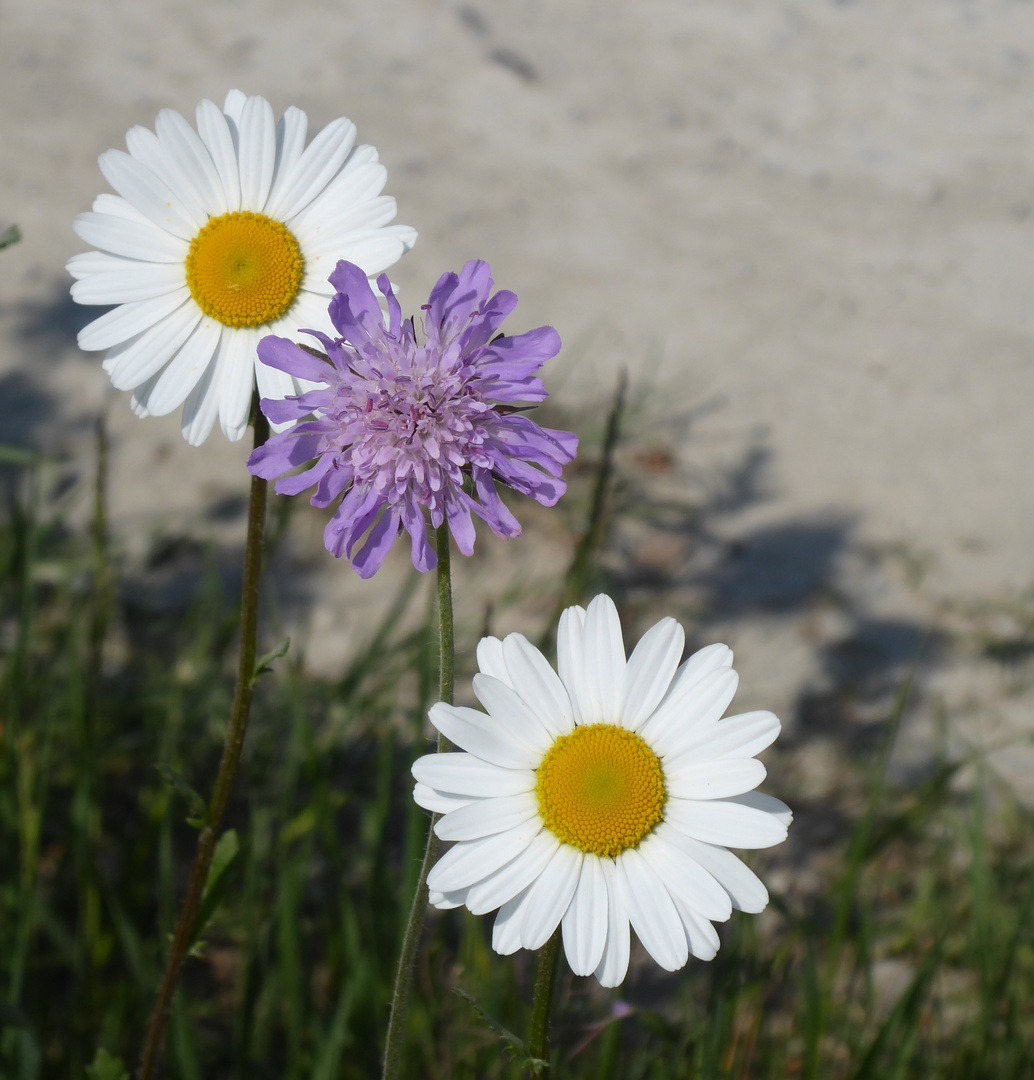 Margeriten zum sonnigen Sonntag