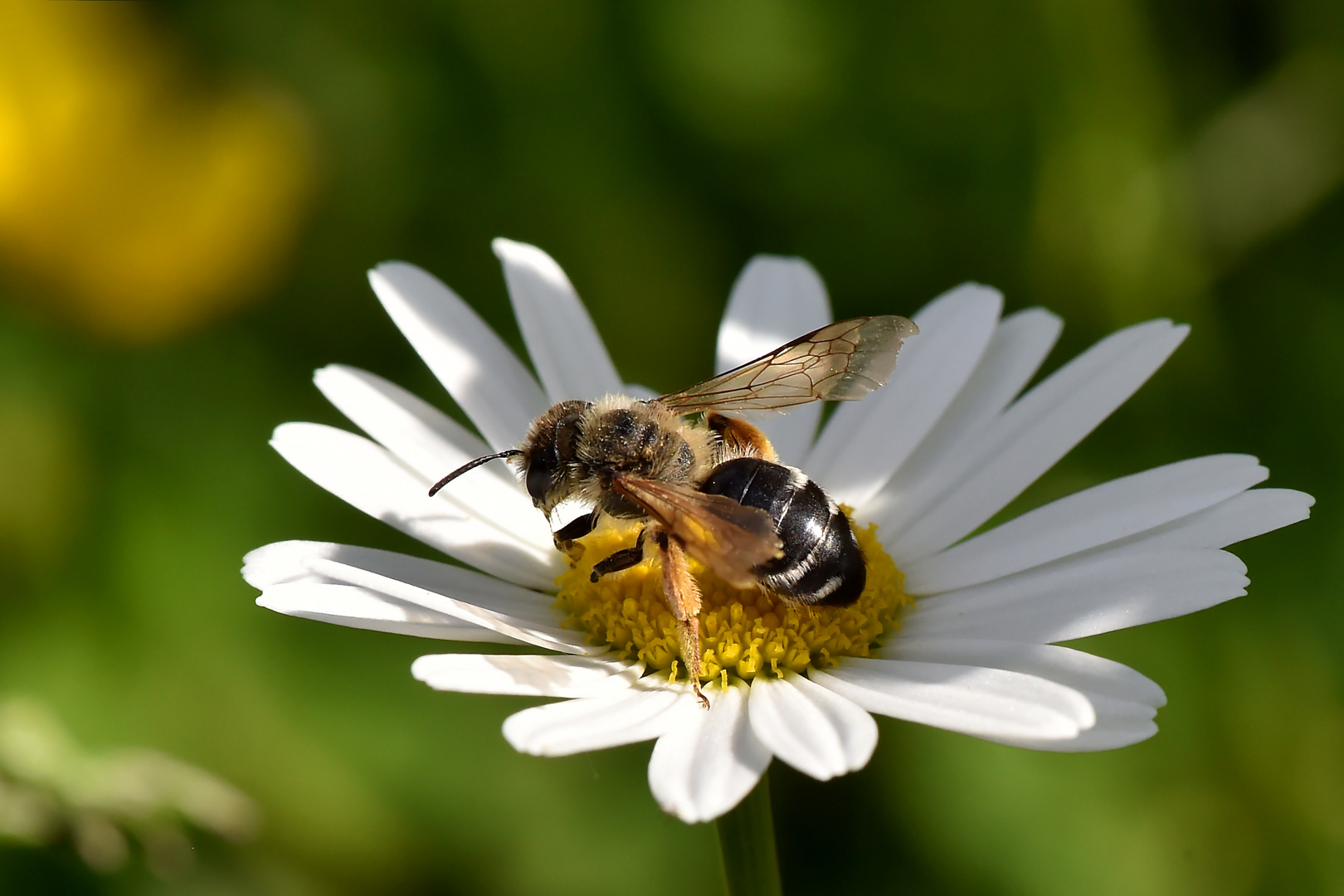 Margeritenbesuch