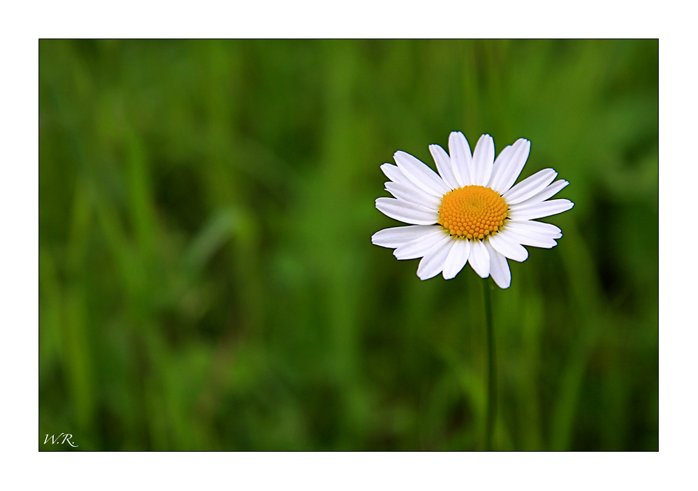 Margeritenblüte .......