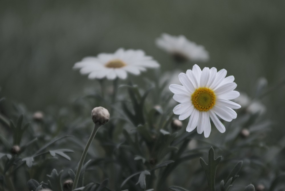 Margeritenblüte