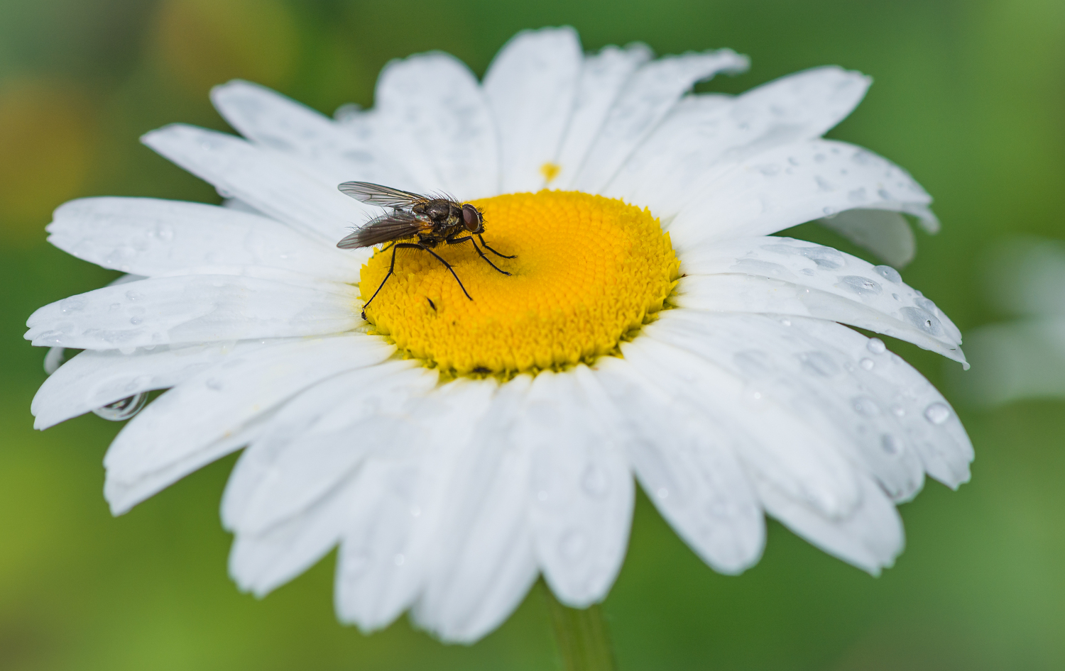 Margeritenblüte