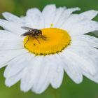 Margeritenblüte