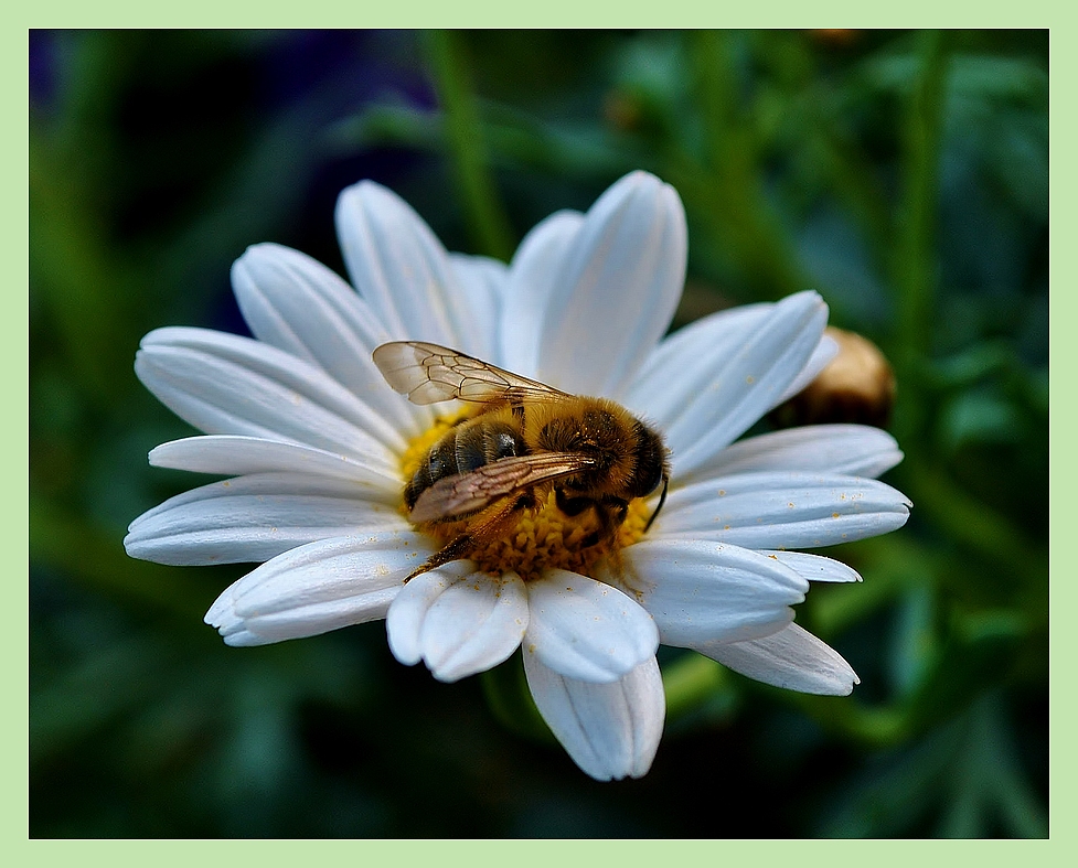 Margeritenblüte