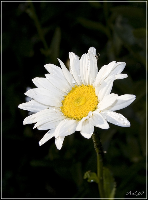 Margeritenblüte