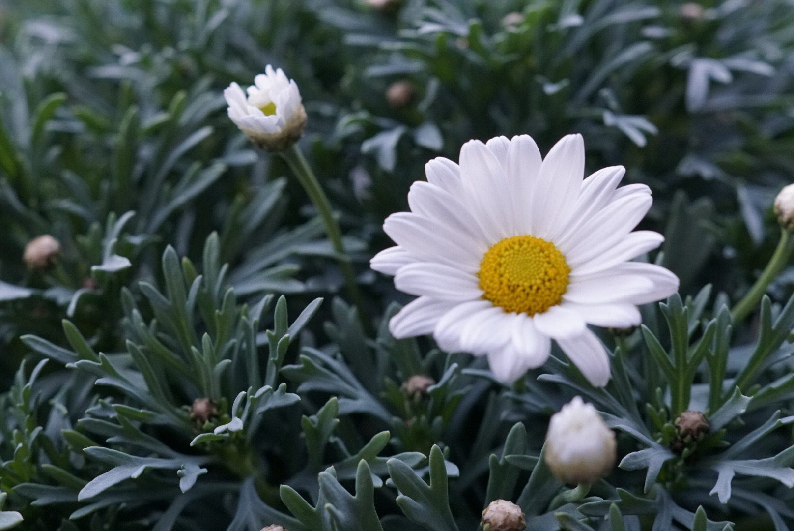 Margeritenblüte