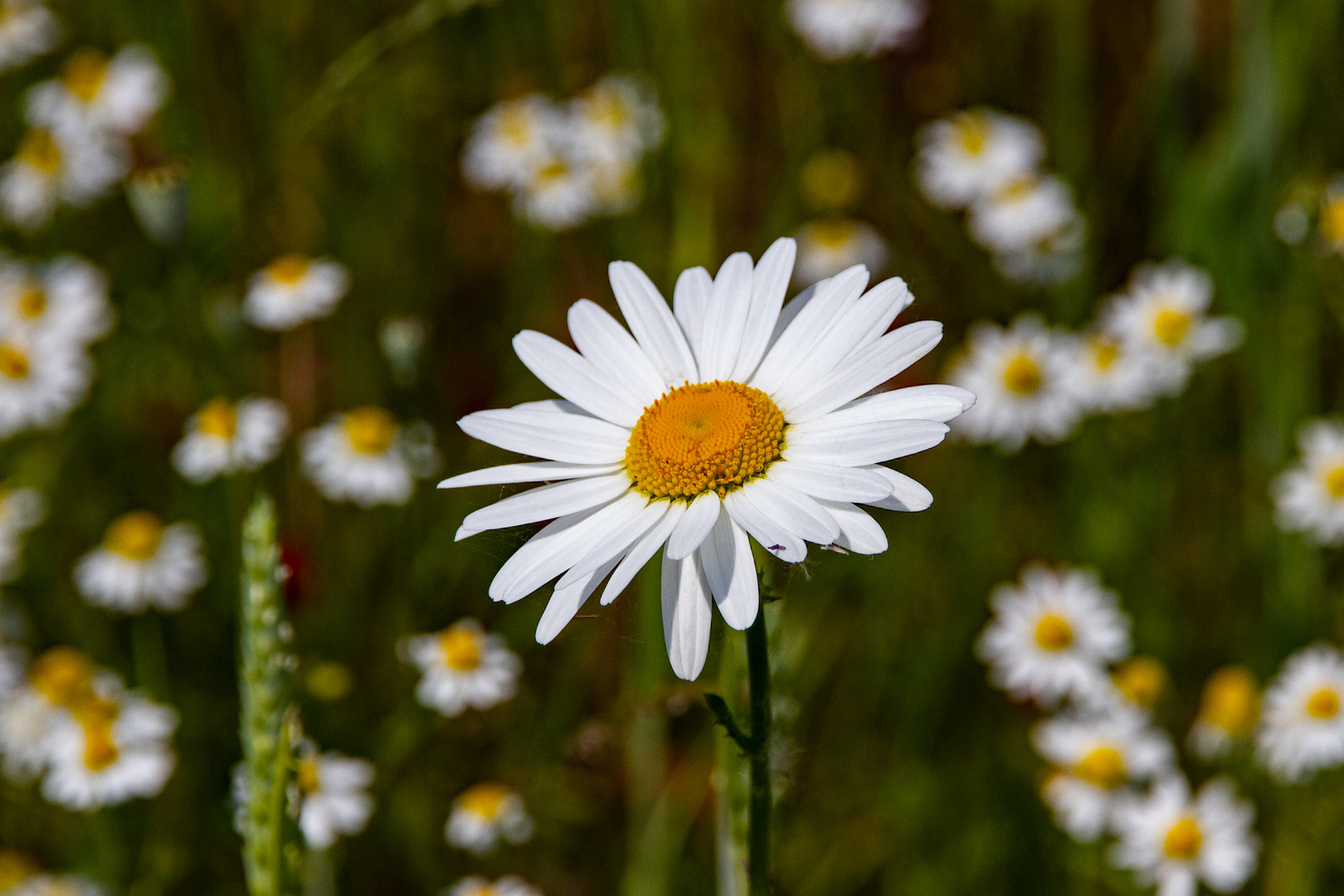 Margeritenblüte