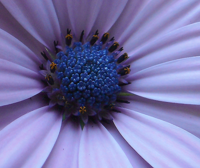 Margeritenblüte